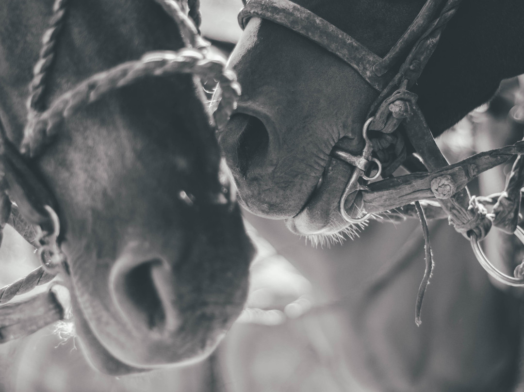 Finca Los Alcaravanes