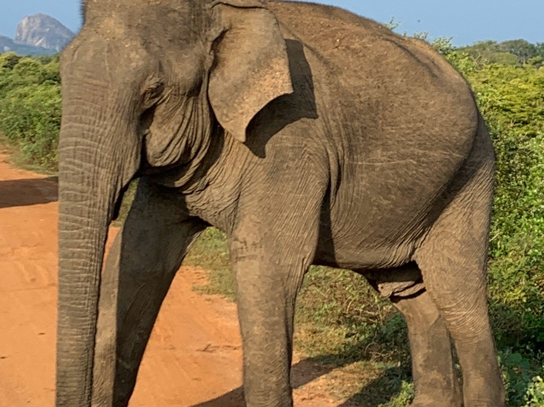 Bigcat Safari Yala-雅拉国家公园必去景点