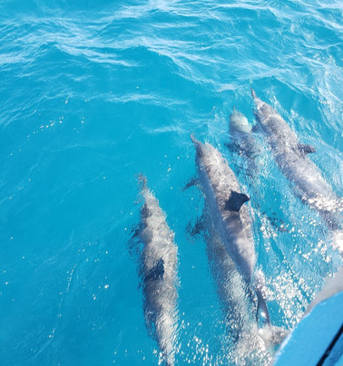 Embarcacao Patrick II-费尔南多-迪诺罗尼亚群岛必去景点