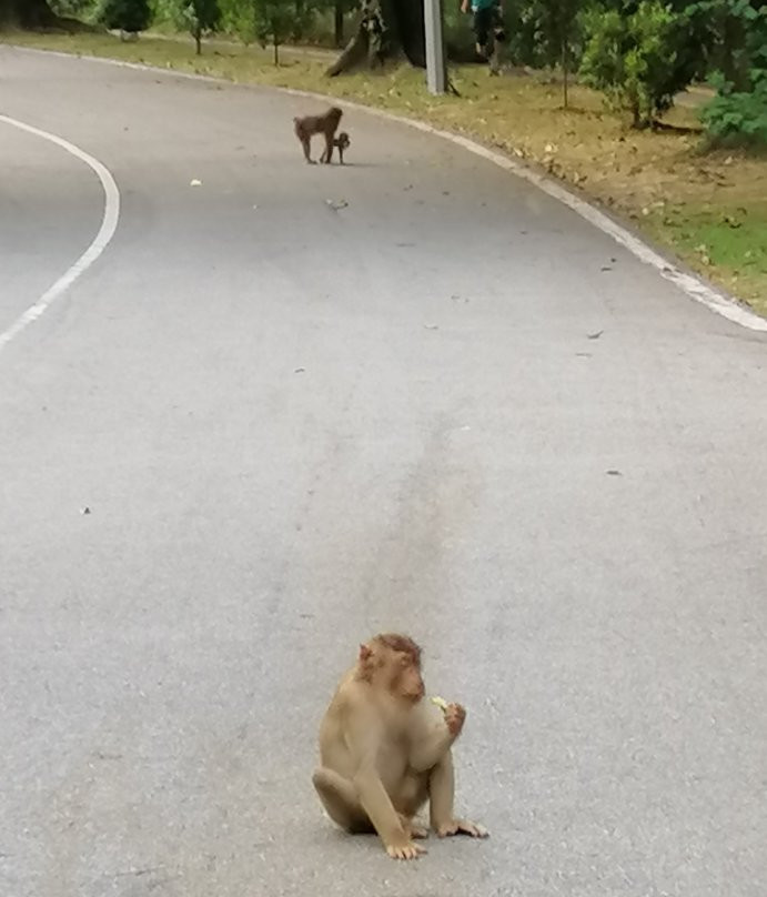 Taman TAR Wildlife Sanctuary-安邦必去景点