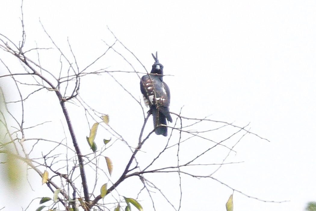 Thattekad Birds Song Homestay主图