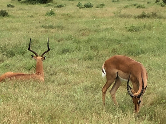 Simo Kenya Safaris-蒙巴萨必去景点