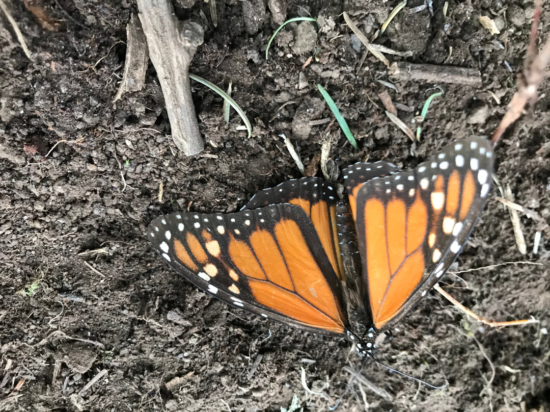 Sierra Chincua Butterfly Sanctuary景点图片