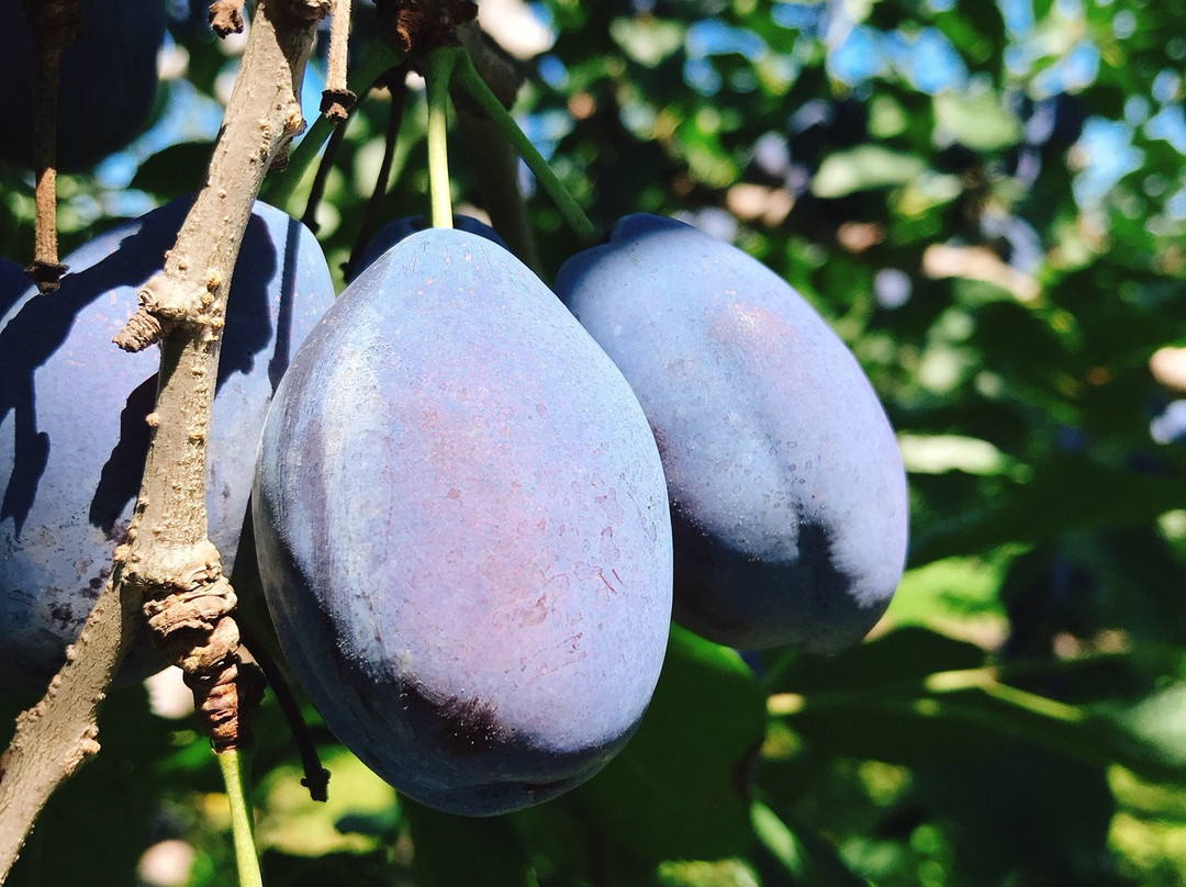 Nitori Kanko Fruits Farm-余市町必去景点