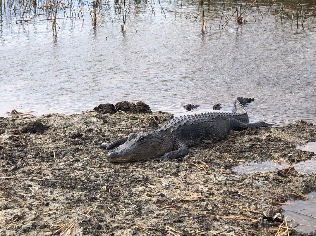 Cypress Outdoor Adventures-Everglades Wildlife Management Area必去景点