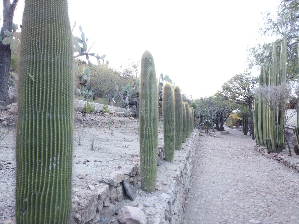 Jardin Botanico Regional de Cadereyta景点图片