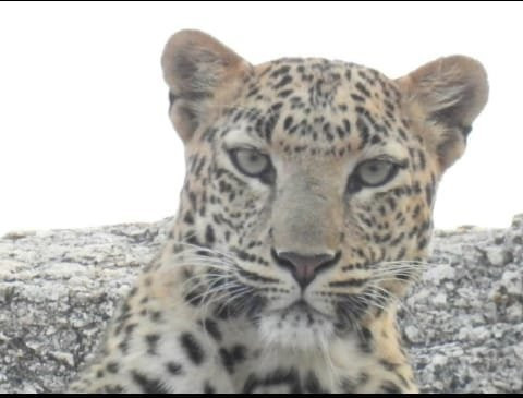 The Haveli Leopard Camp主图