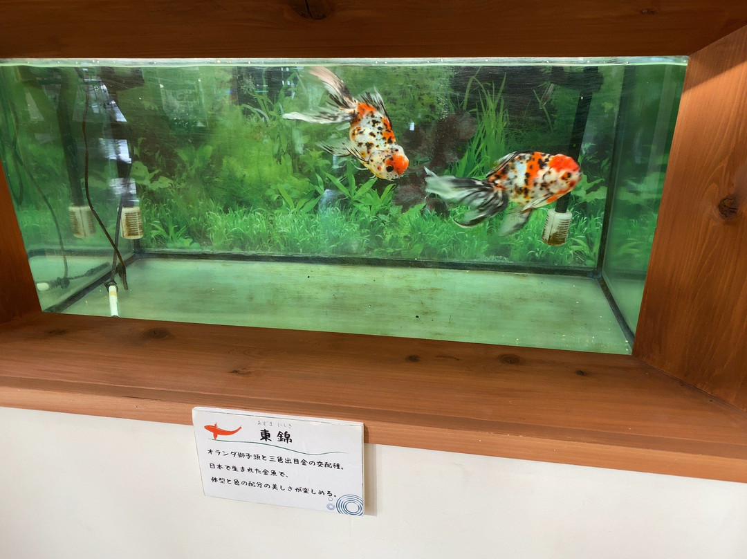 Kingyoto Koino Satohiroba-长洲町必去景点