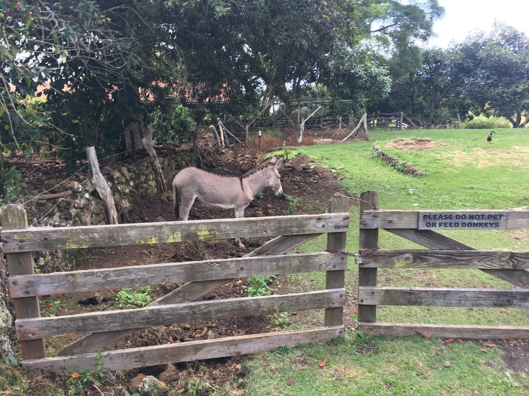 科纳咖啡历史农园-库克船长必去景点