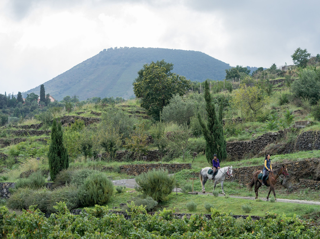 Sicily Horse Riding景点图片