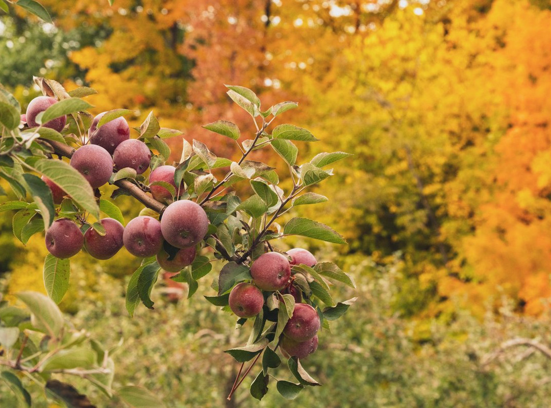 Saint-Joseph-du-Lac旅游景点-Verger Lamarche