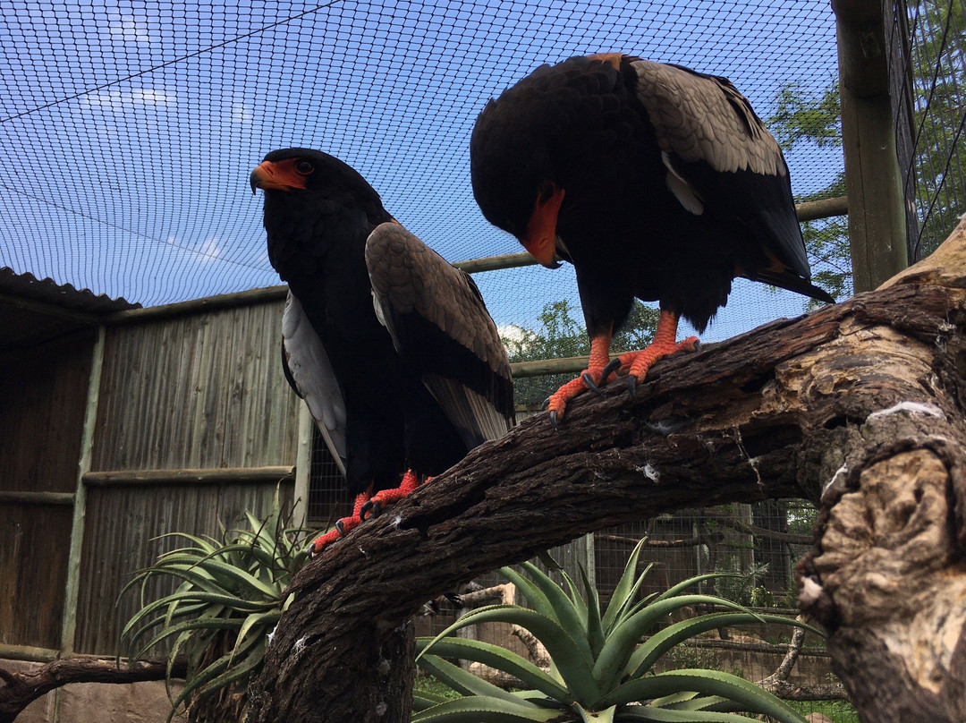 African Raptor Centre-彼得马里茨堡必去景点