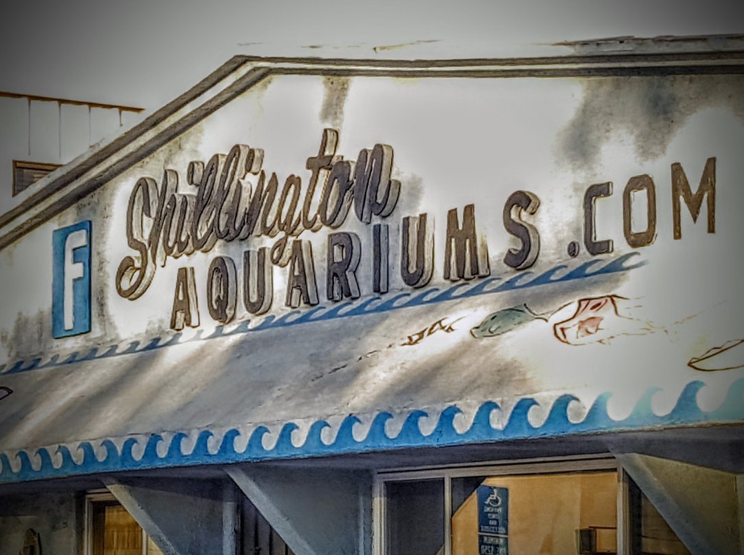 Shillington Aquarium-Calimesa必去景点