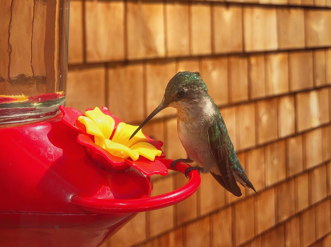 Gite A la Voute Étoilee主图