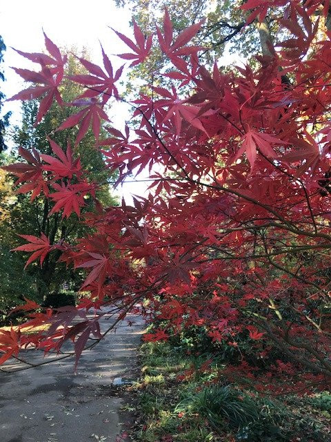 Bunter Garten景点图片