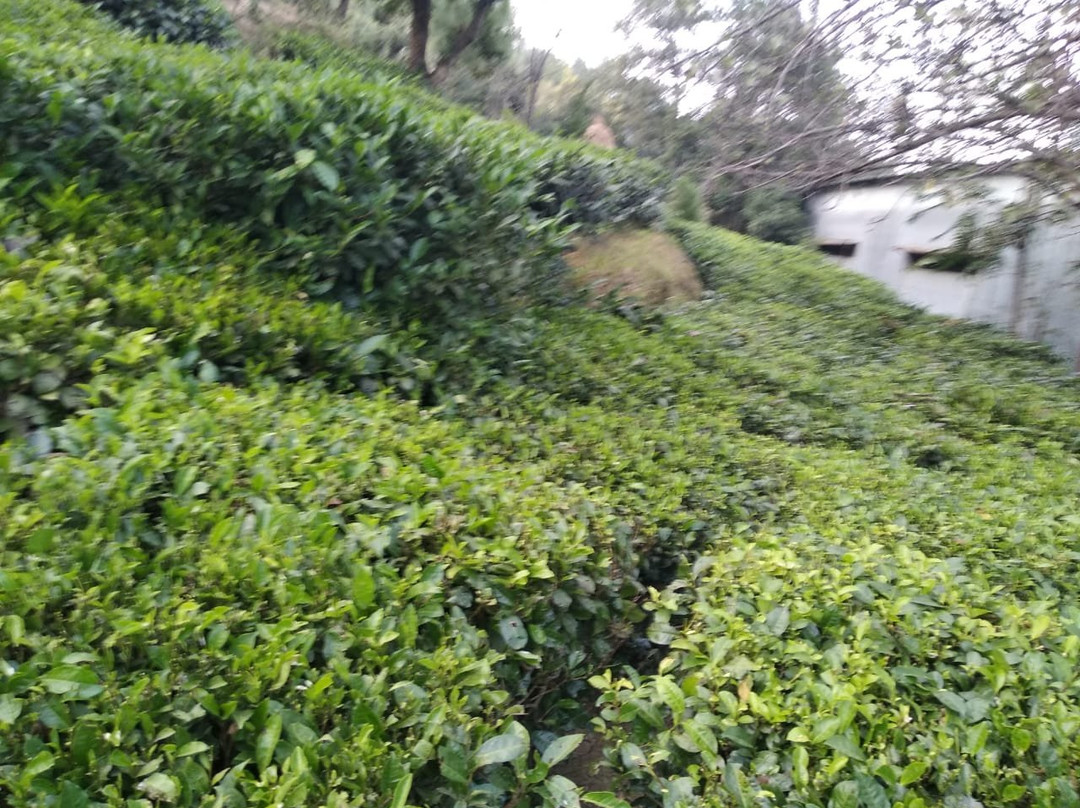 Kausani Tea Estate景点图片