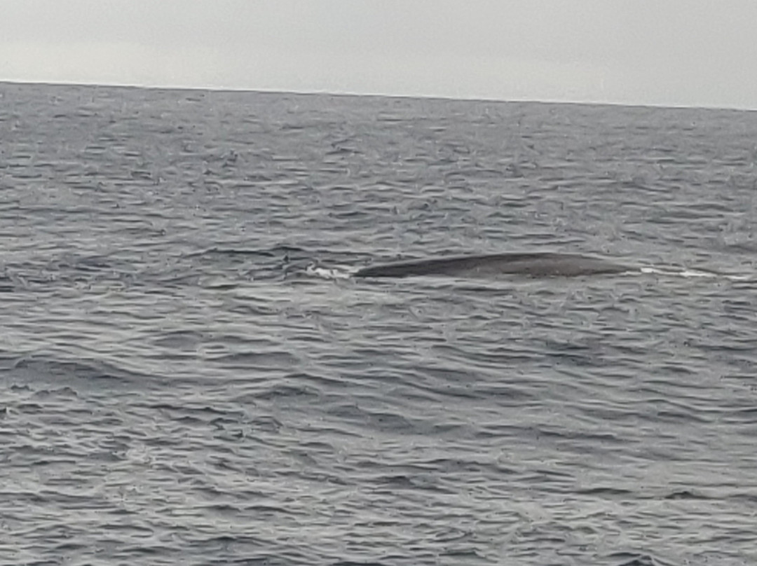 Eagle Eye Whale Watching景点图片