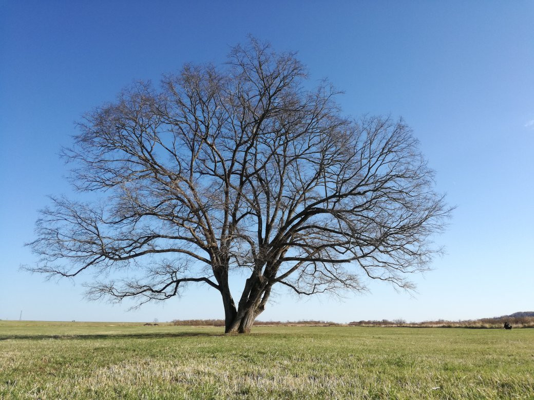 Harunire Tree-丰顷町必去景点