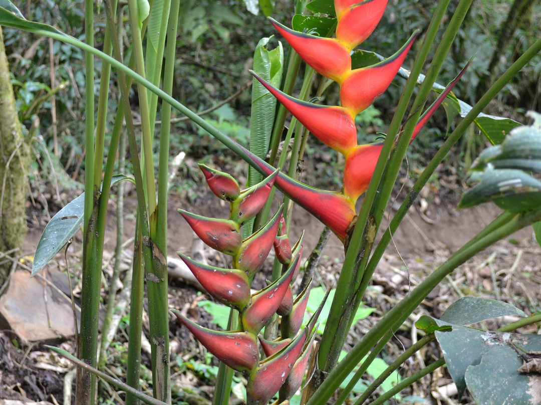 Reserva Natural Paraiso Andino景点图片