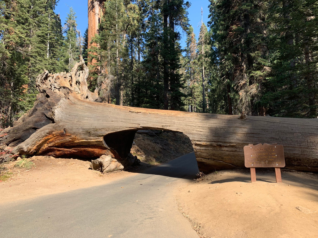 Tunnel Log-红杉&国王峡谷国家公园必去景点