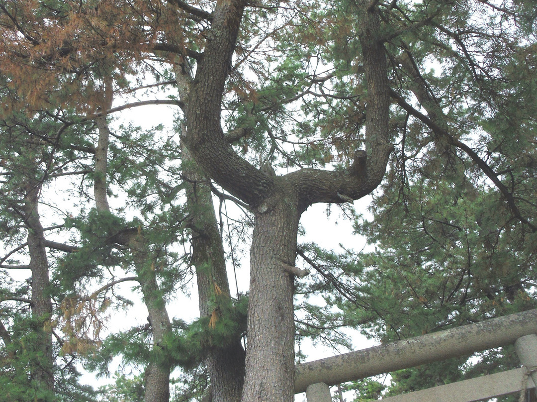 Suga Shrine-鸭川市必去景点