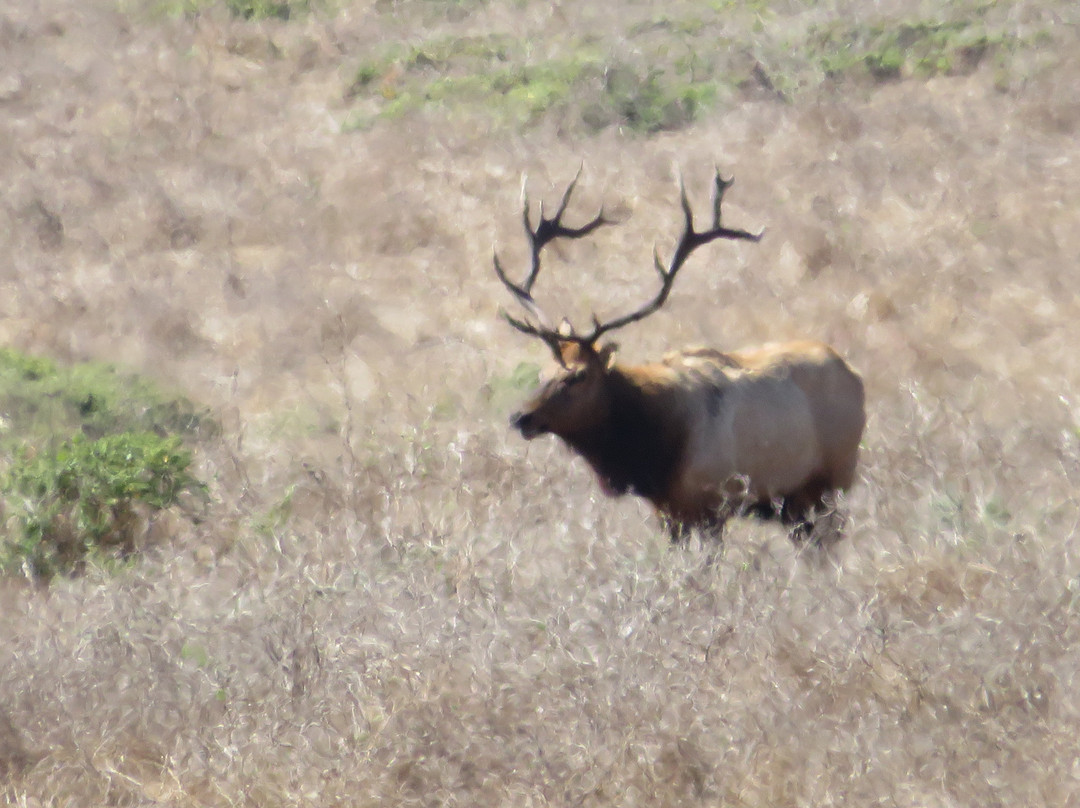 Tule Elk Reserve State Natural Reserve-Buttonwillow必去景点