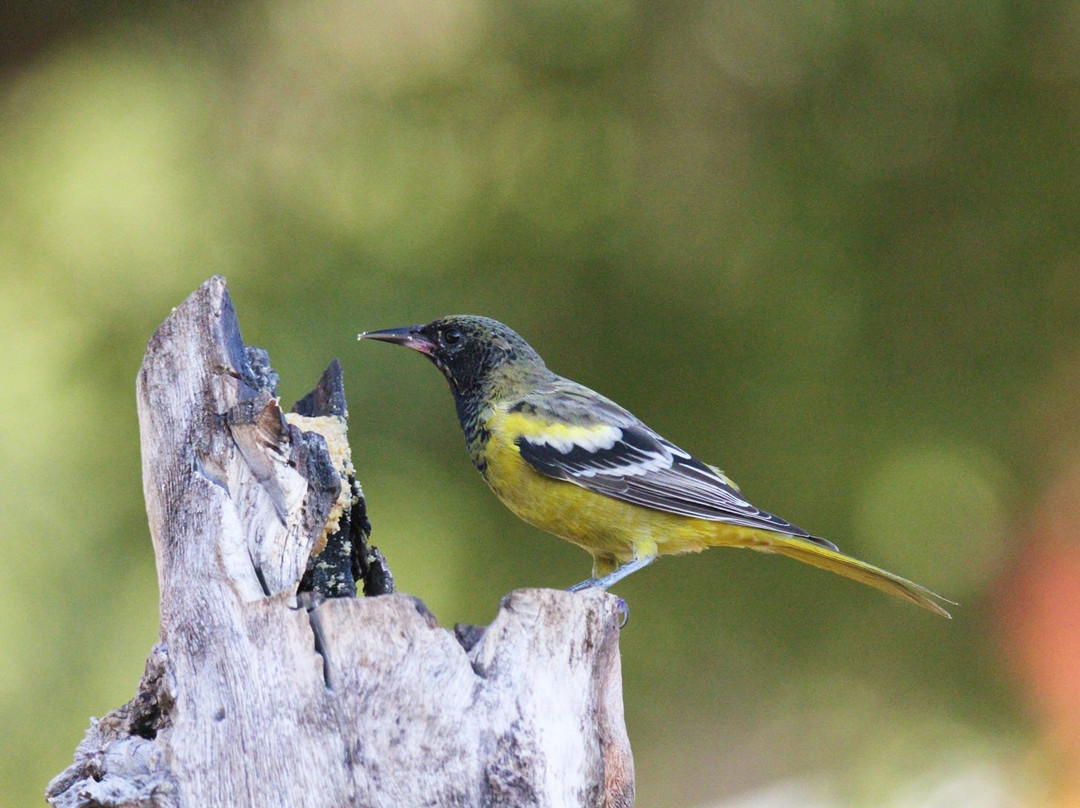 Battiste's Bed, Breakfast & Birds主图