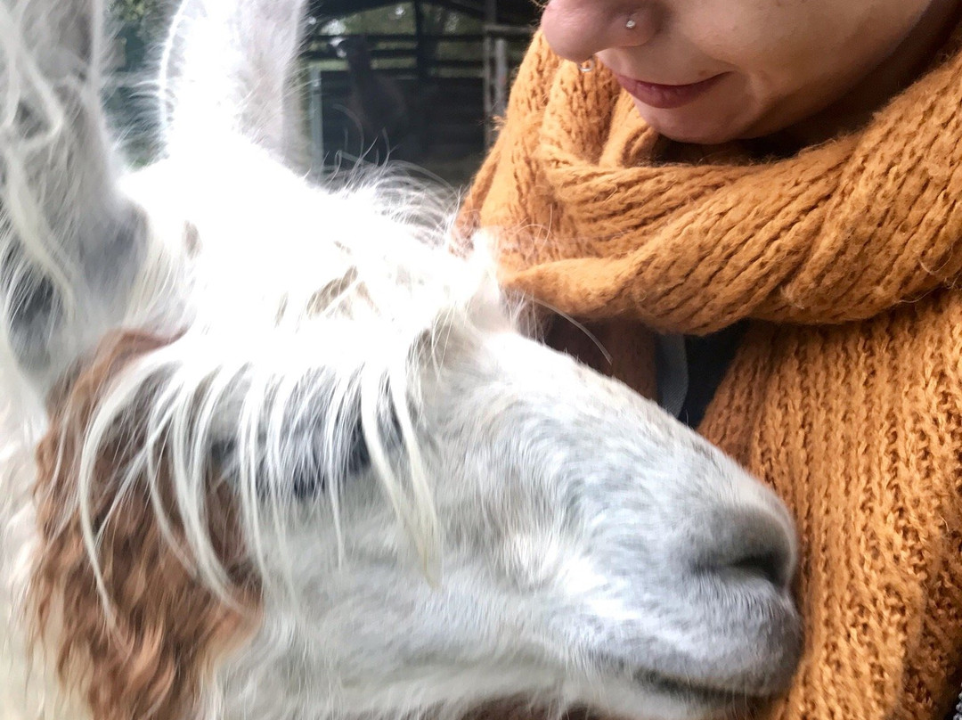 Norfolk Llamas景点图片