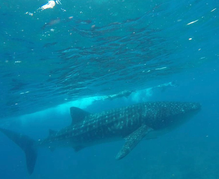 White Tern Maldives主图