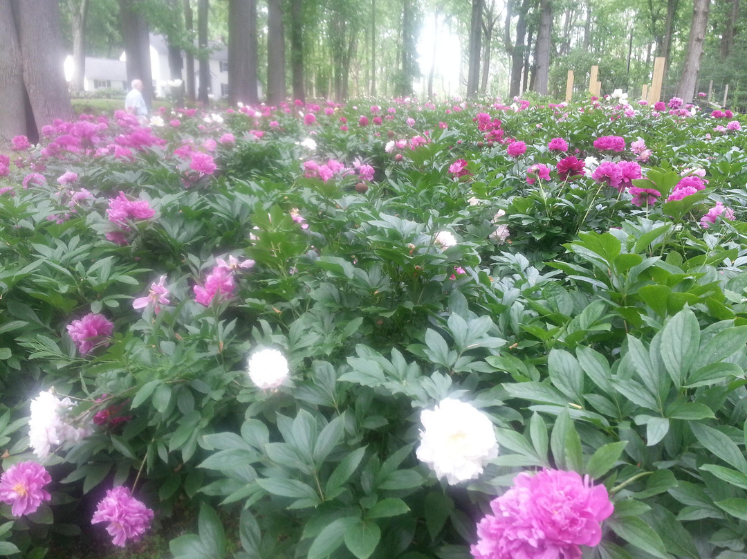 Peony's Envy景点图片