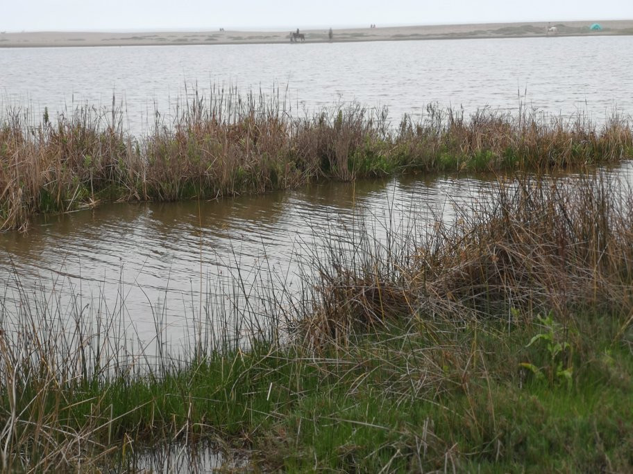 Humedal De Concon-Concon必去景点