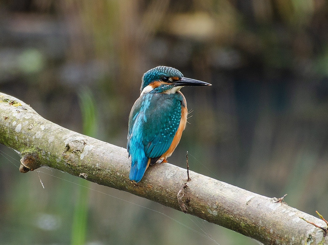 Rodley Nature Reserve-利兹必去景点
