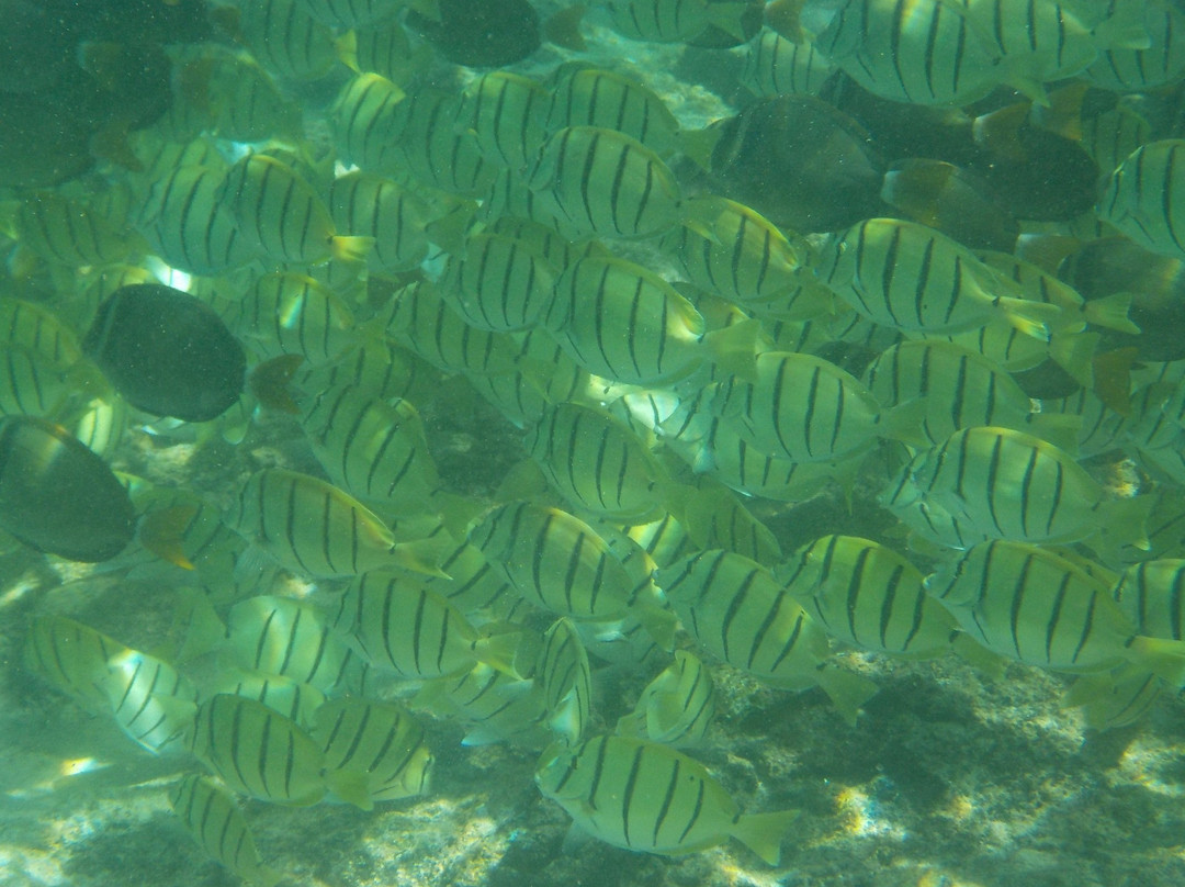 Three Tables Dive Site-Pupukea必去景点