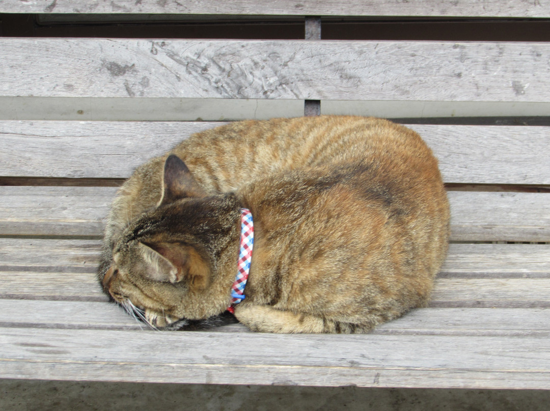 Gotanjoji Temple-越前市必去景点