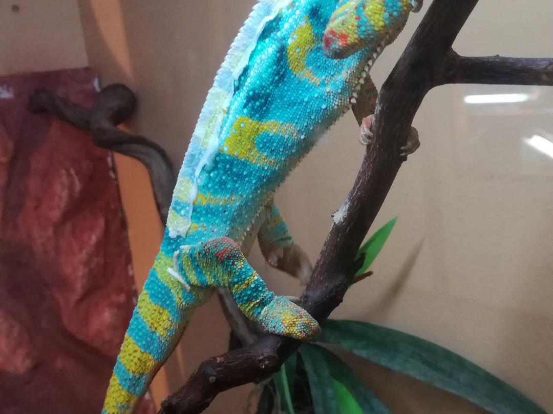 Reptile Park (Parc des Reptiles)-布松布拉必去景点