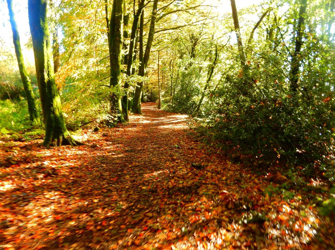 Deerpark Forest Walk-Virginia必去景点