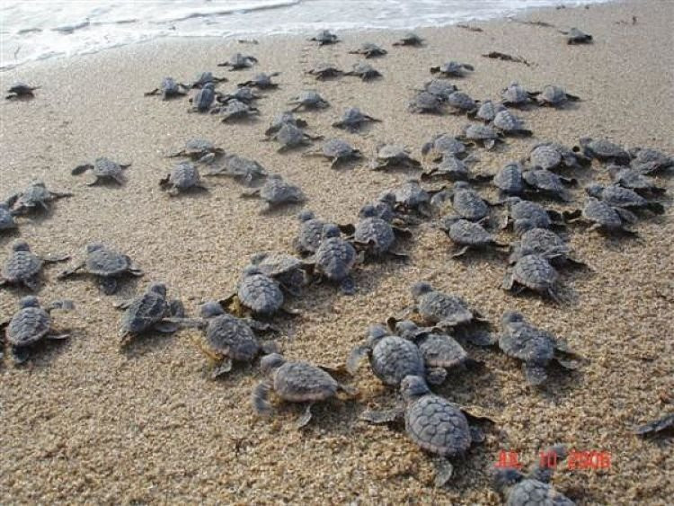 Coastal Trip Tourism-Al Hadd必去景点
