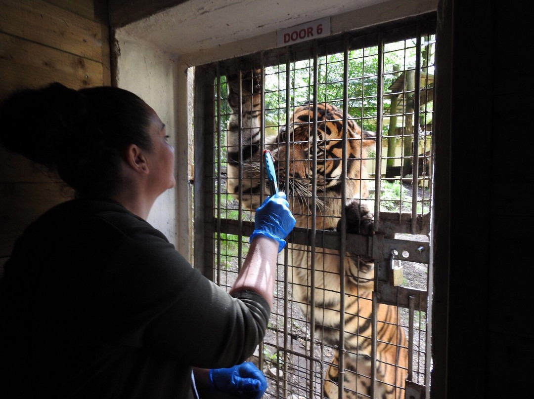 Dudley Zoo and Castle景点图片