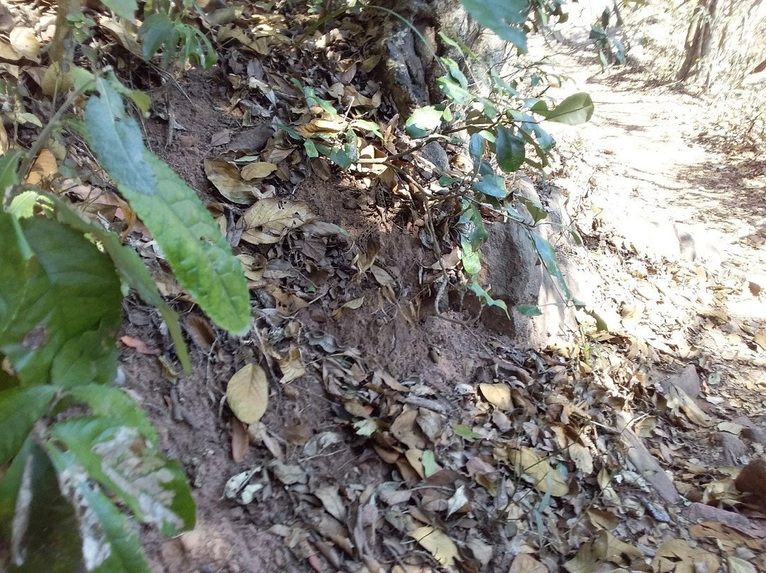 Krantzkloof Nature Reserve景点图片