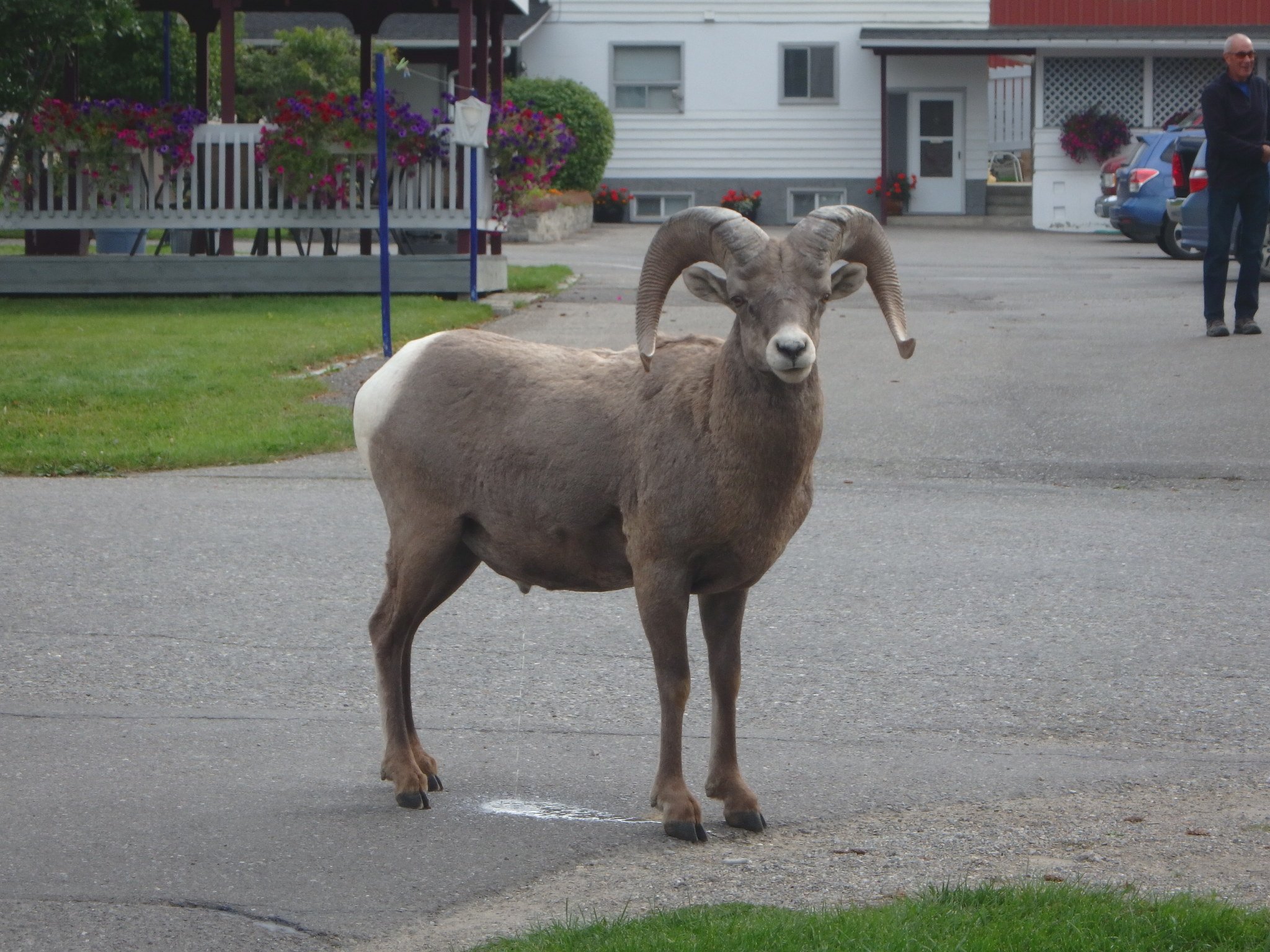Crystal Springs Lodge-家庭/游戏区