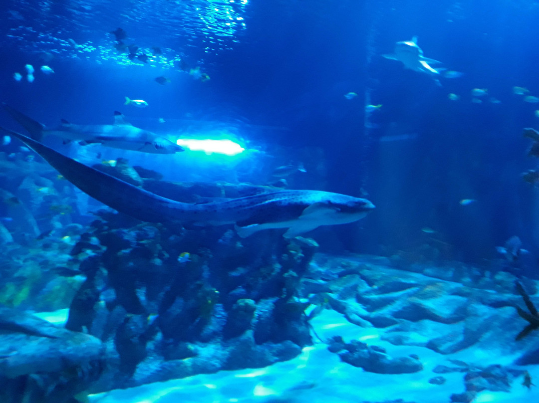 SEA LIFE Arizona Aquarium景点图片