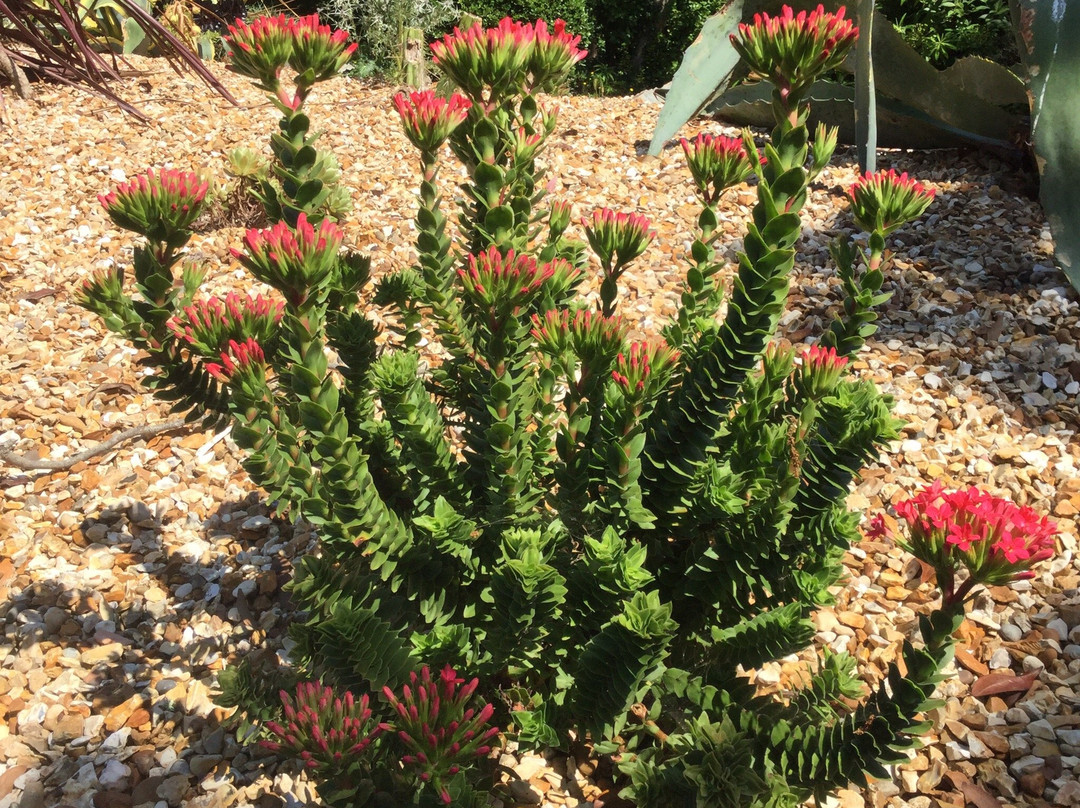 Fox Rosehill Gardens-法尔茅斯必去景点