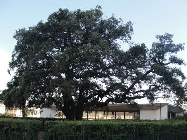Azinheira Grande Centenaria-花地玛必去景点