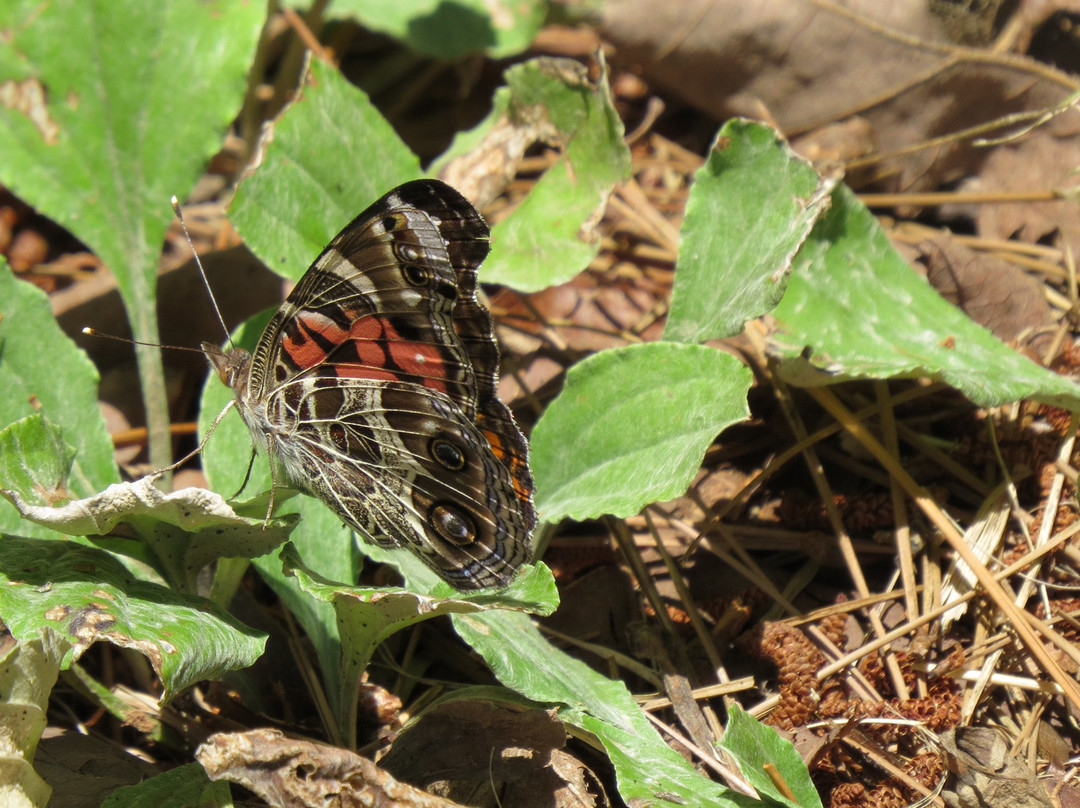 Wildwood Park for the Arts-小石城必去景点