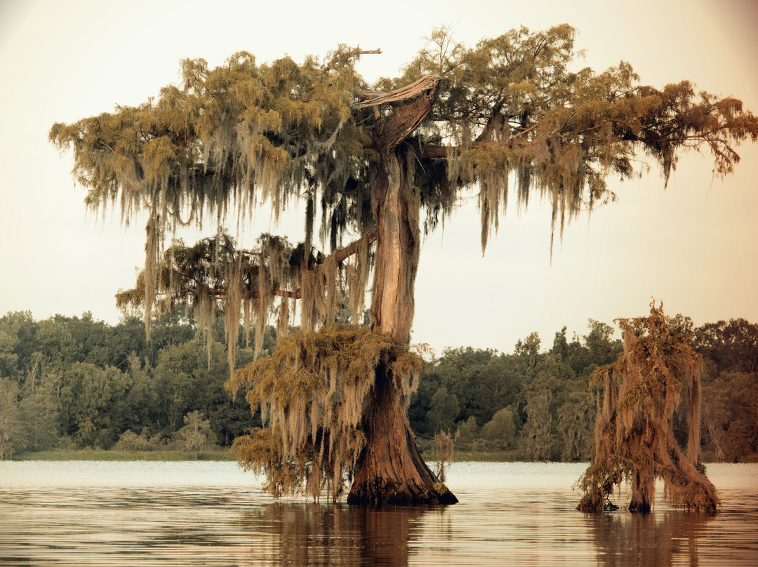 Cajun Country Swamp Tours景点图片