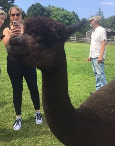 Faraway Farm Alpacas景点图片