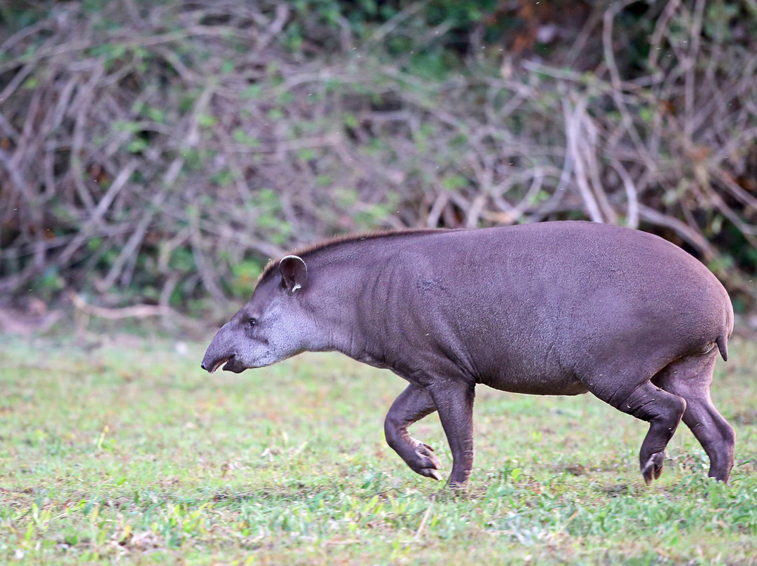 Jabiru Tour-Cuiaba必去景点