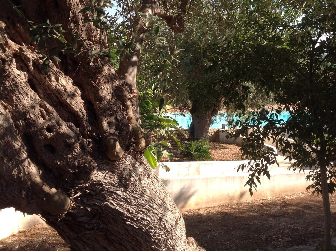 萨拉非奥利农家乐主图