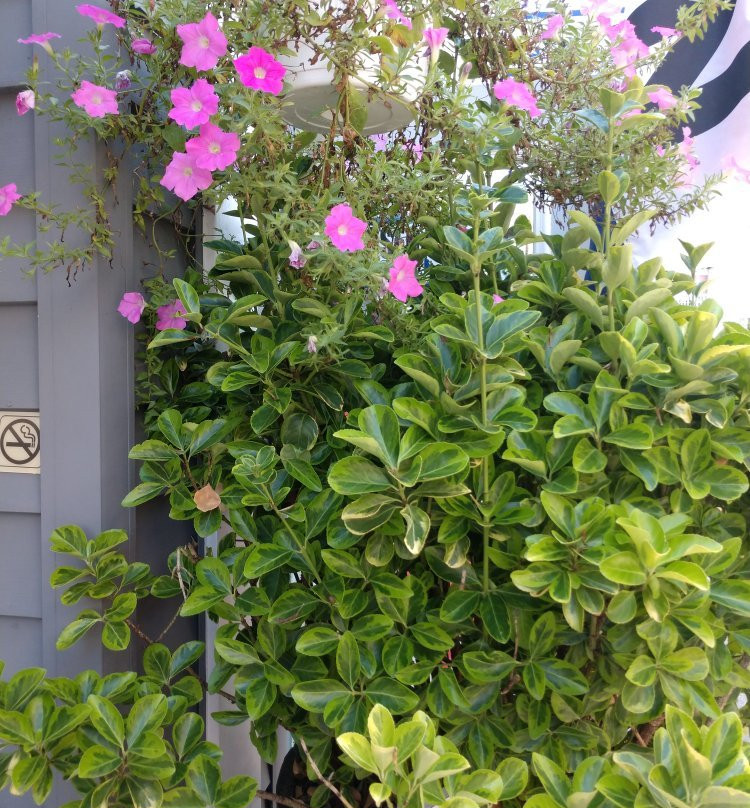 Penny Lane Mall-里霍博斯比奇必去景点