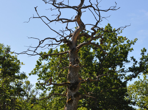 Loode Oak Forest-Lahekula必去景点